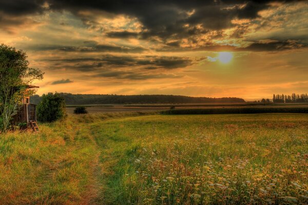 Meadow grass on a boundless field