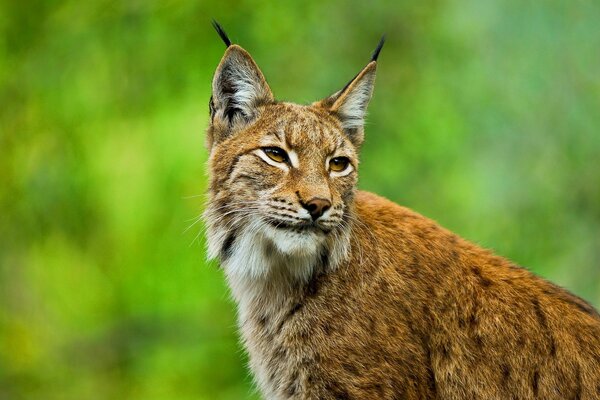 Lince europeo con borlas en las orejas