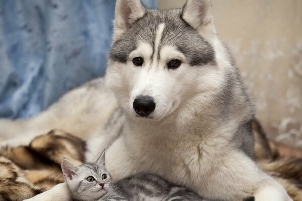 A dog guards a striped kitten