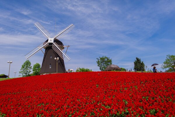 Windmill and red flowers