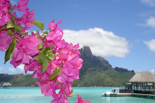 Flores Rosadas en el fondo del lago y las montañas