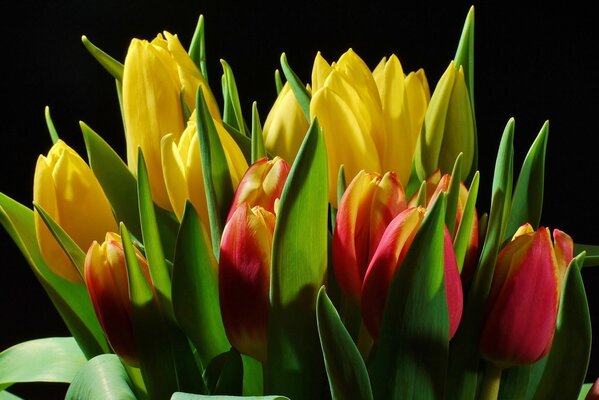 Mazzo di tulipani di colore giallo e rosso