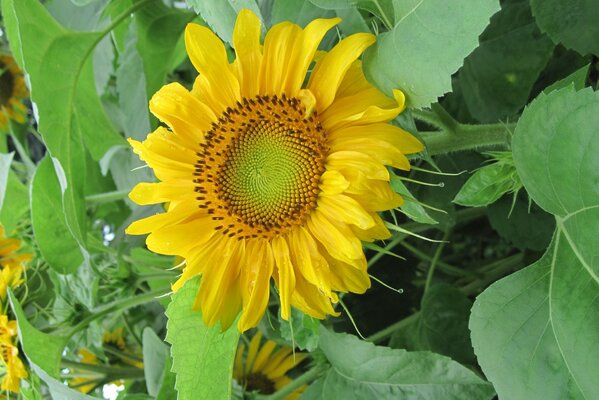 Summer mood. Sunflower among the greenery