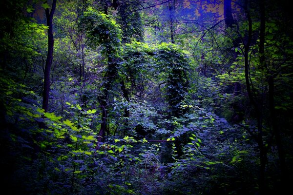 Stille Nacht im geheimnisvollen Wald