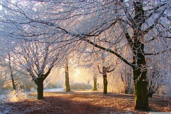 Winter forest with evening rays of the sun