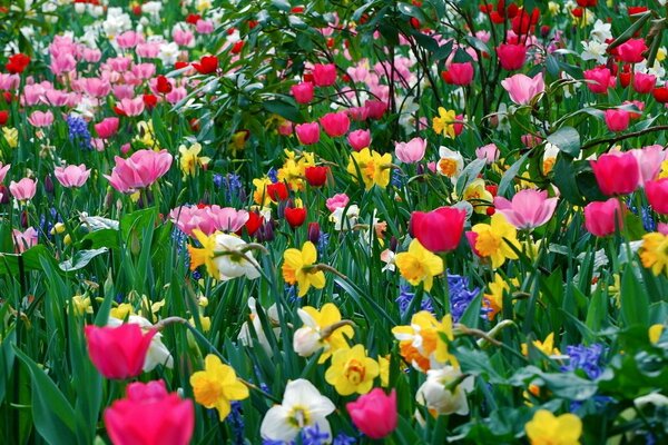 Frühlingsfeld von Tulpen und Narzissen