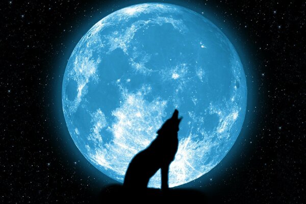 Ein einsamer Wolf heult zum Mond