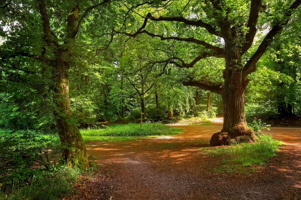 Grüner, schöner Wald mit Gehwegen