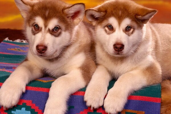 Dos cachorros blancos y marrones yacen uno al lado del otro