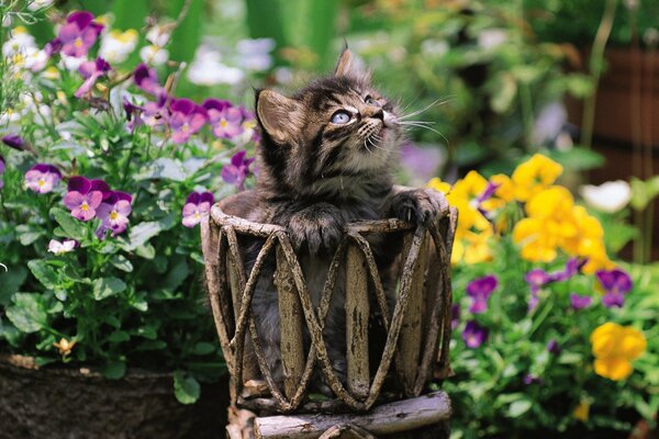 Chaton dans un pot de fleurs