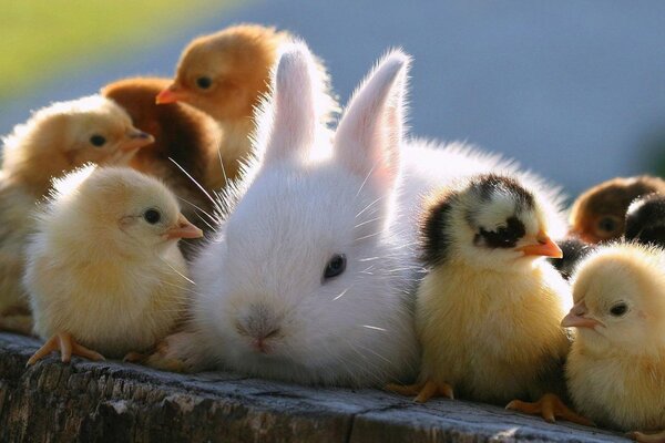 Friendship of a rabbit and small chickens