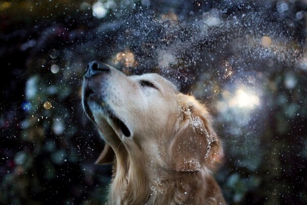 Chien tendu la tête vers le haut