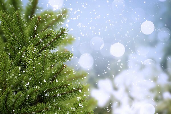 Branches of green Christmas trees in winter with snowflakes