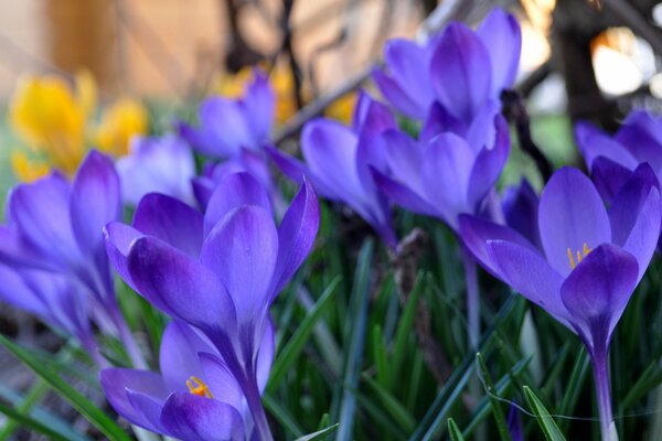 Lila schöne Frühlingsblumen