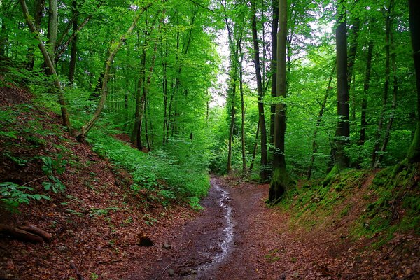 Ein Pfad im Wald. Wälder in Bayern