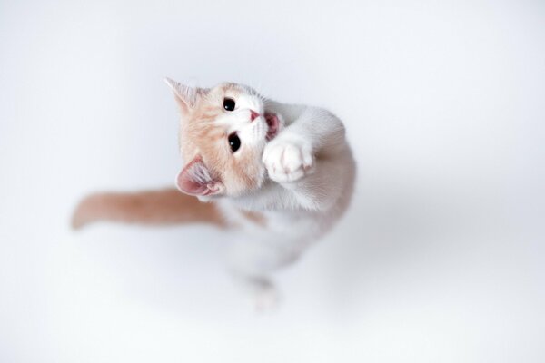 A maned kitten on a white background