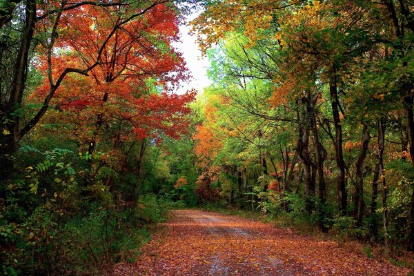 Autumn Road nella foresta. Paesaggio