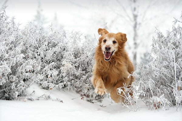 L amico dell uomo corre felicemente lungo un sentiero innevato