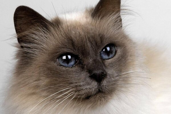 The sweetest cat of the Siamese breed