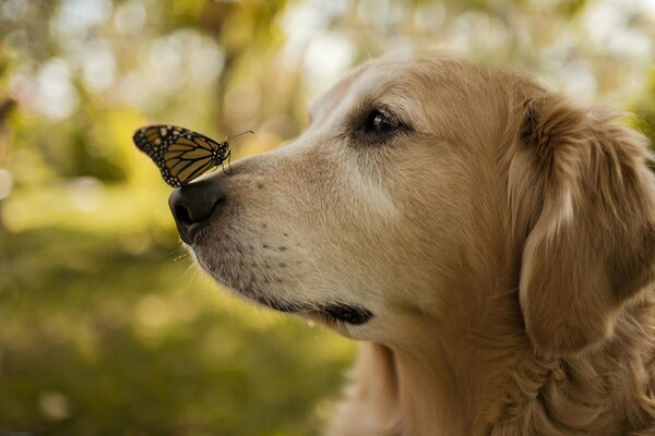 Schöner Schmetterling auf der Nase des Hundes