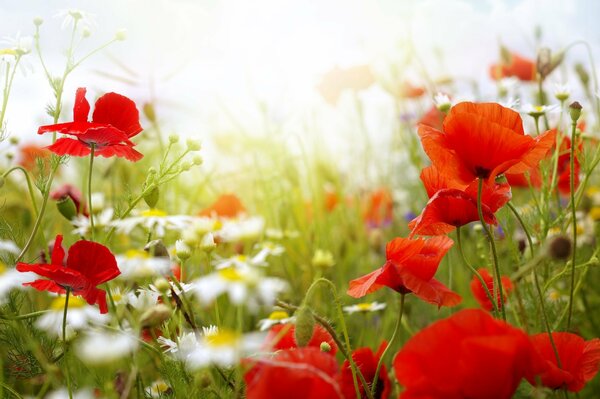 Sommerblumen aus Mohn und Gänseblümchen