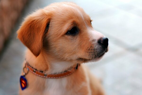 A small dog with a red collar