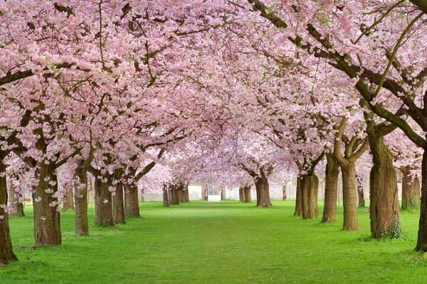 Arbres au printemps avec des fleurs croisées