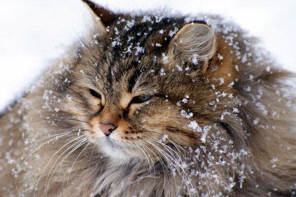 Gatto bello della neve siberiana