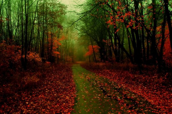 Camino borroso en el bosque de otoño