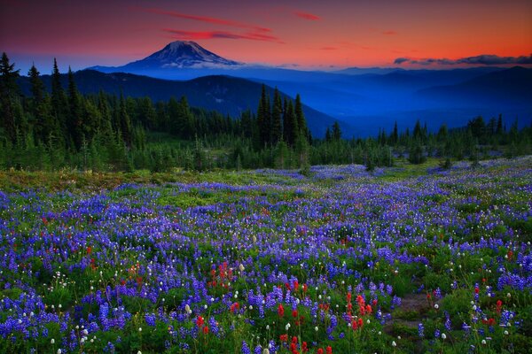 Sunset on a lawn in the mountains. Landscape