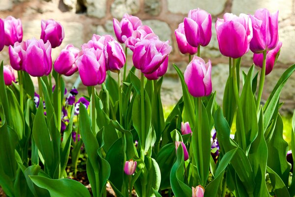 Bright pink tulips in spring