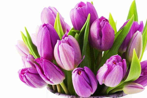 A bouquet of beautiful lilac tulips