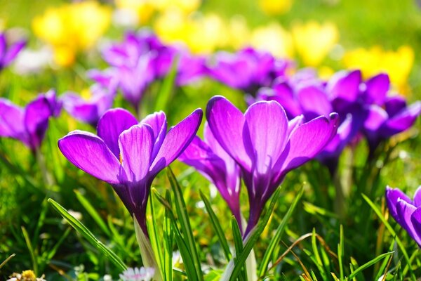 Clairière avec Crocus en fleurs