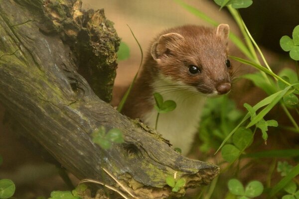 Le regard rusé d un animal de la forêt