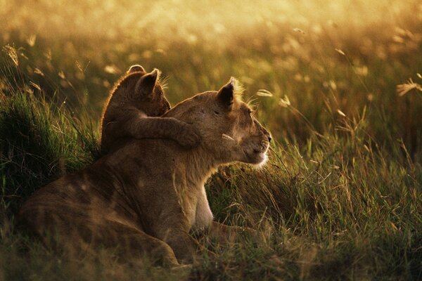 Famille de lionne et lionne dans la clairière