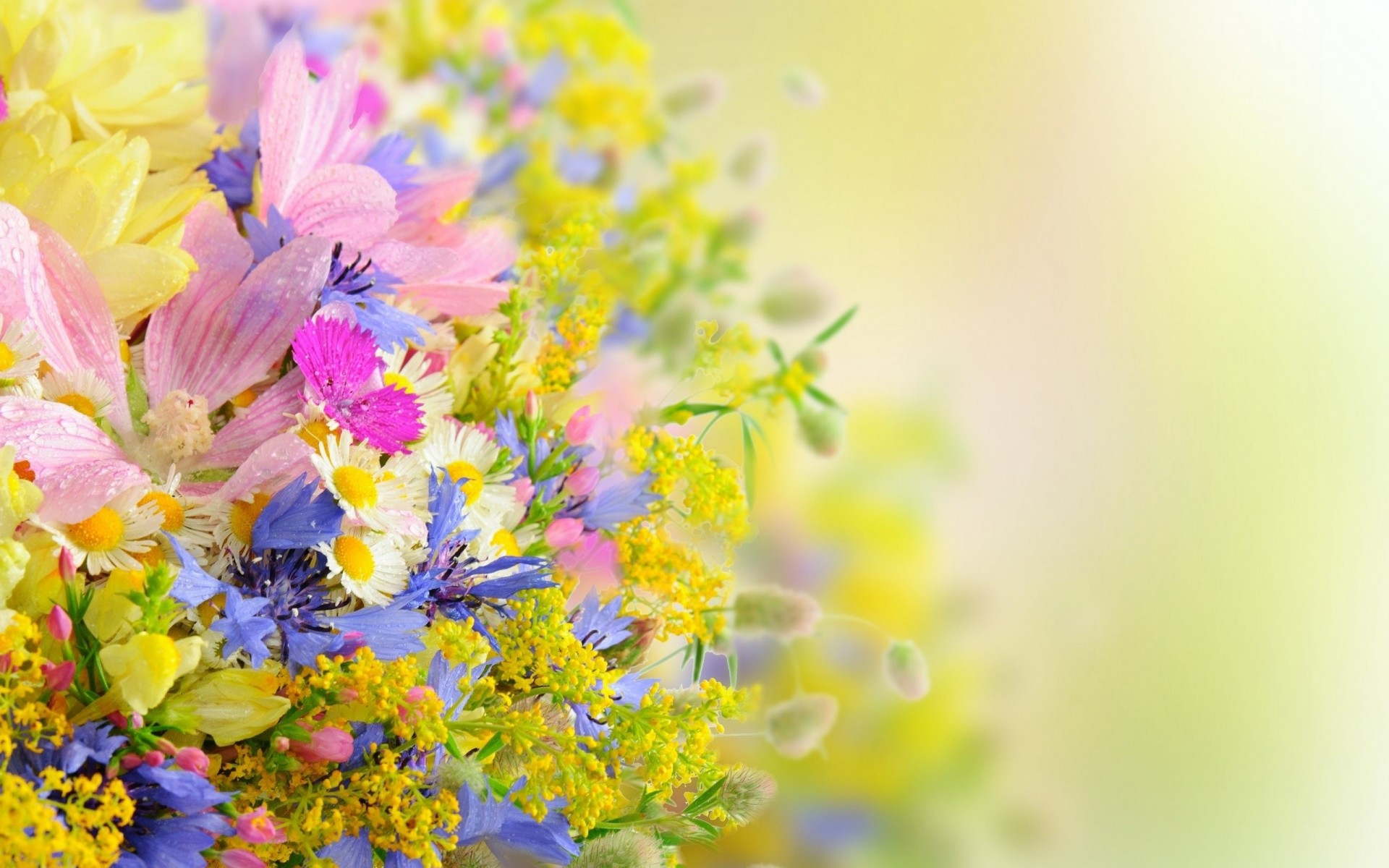 petals falling summer flowers daisies bouquet summer