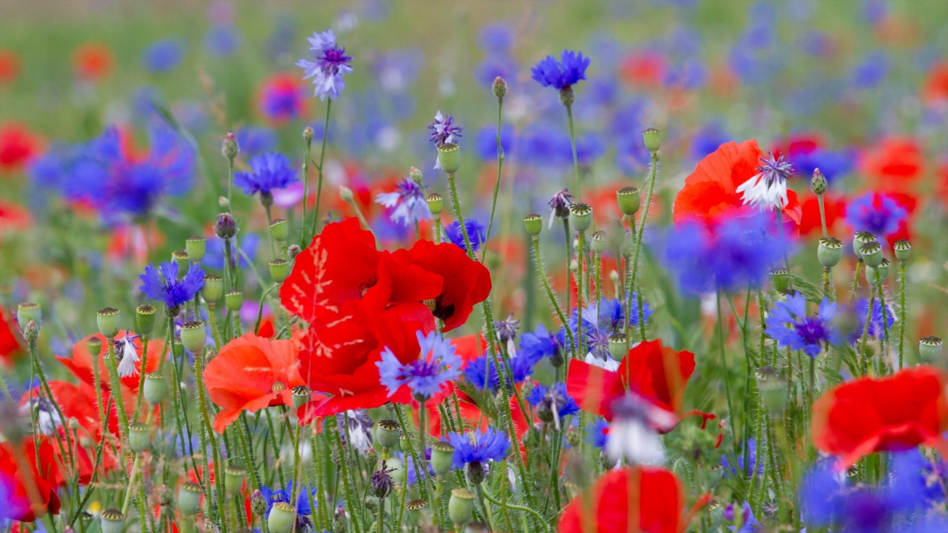 mohnblumen sommer blumen natur