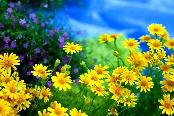 Sommerfoto von gelben Blumen