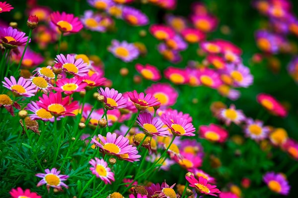 Imagen de primer plano de flores de verano