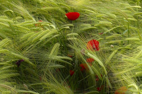 Poppies on the field in windy weather