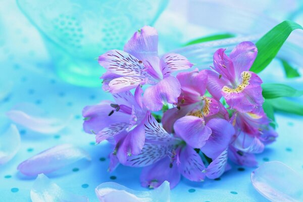 Fleurs violettes et pétales dispersés