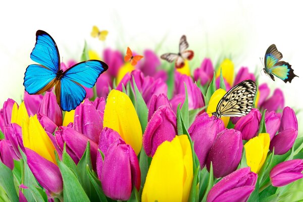 Bunte Schmetterlinge auf frischen Tulpen