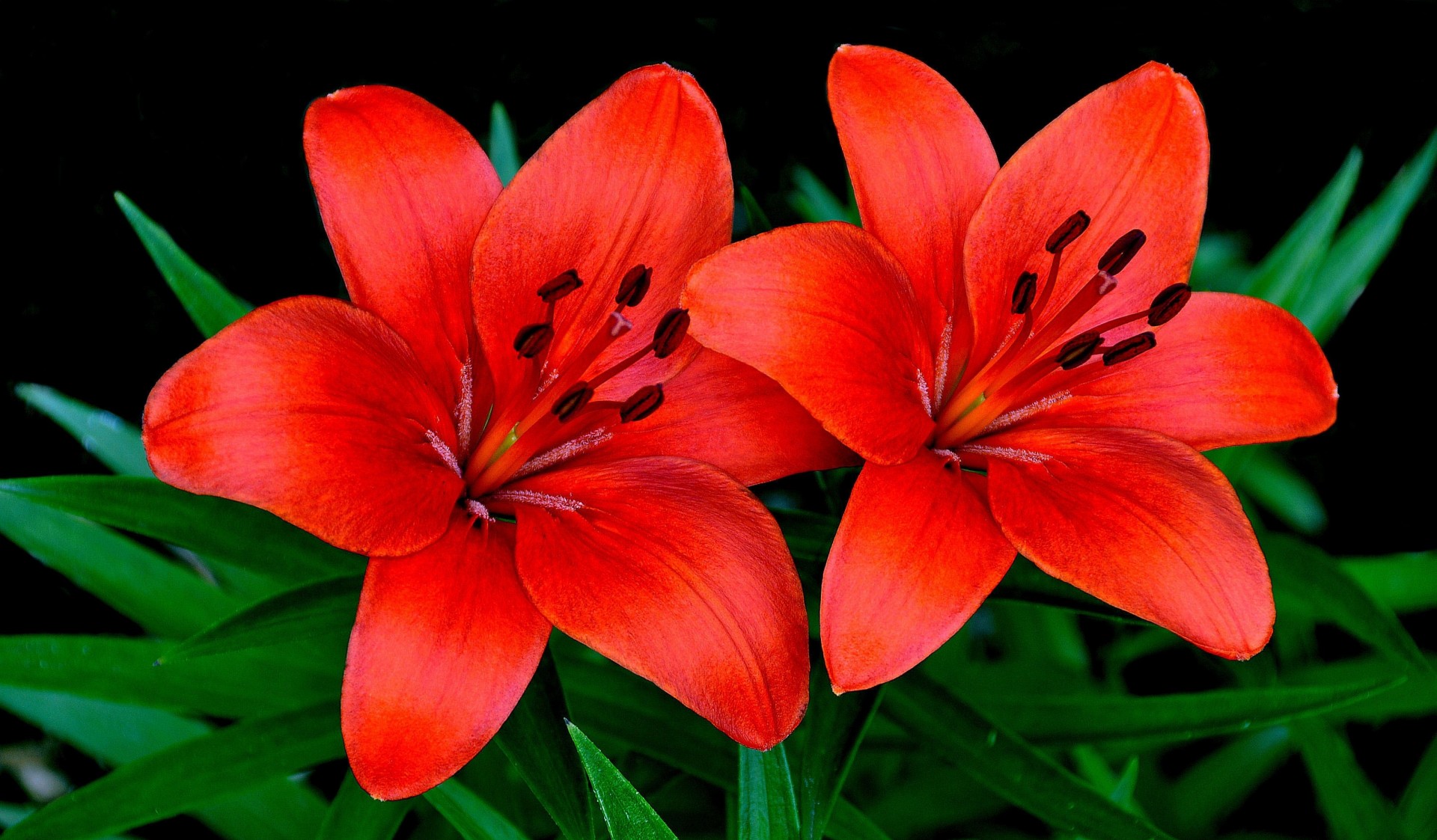 blatt lilien paar blütenblätter natur