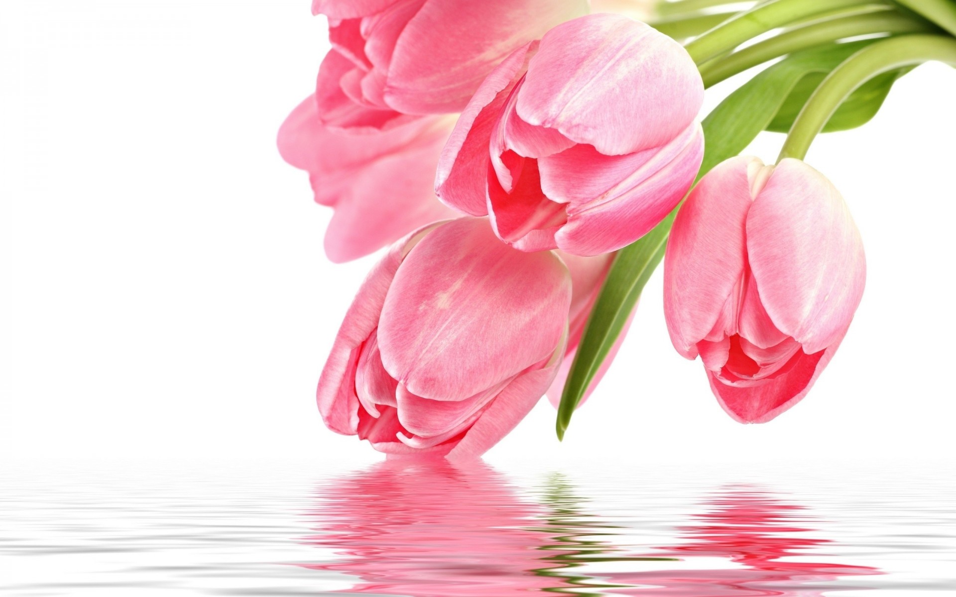 tulipán flores reflexión con amor para ti tulipanes rosados rosa