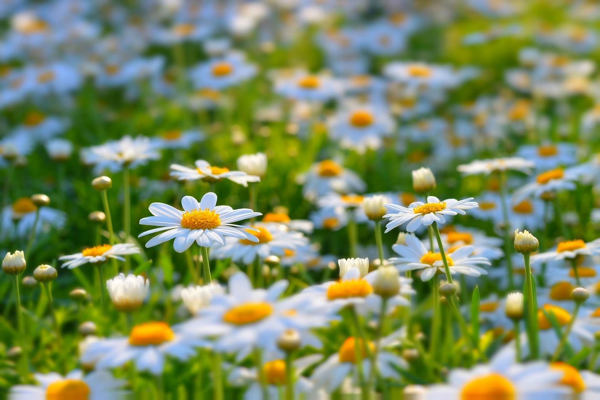 chamomile the field blur