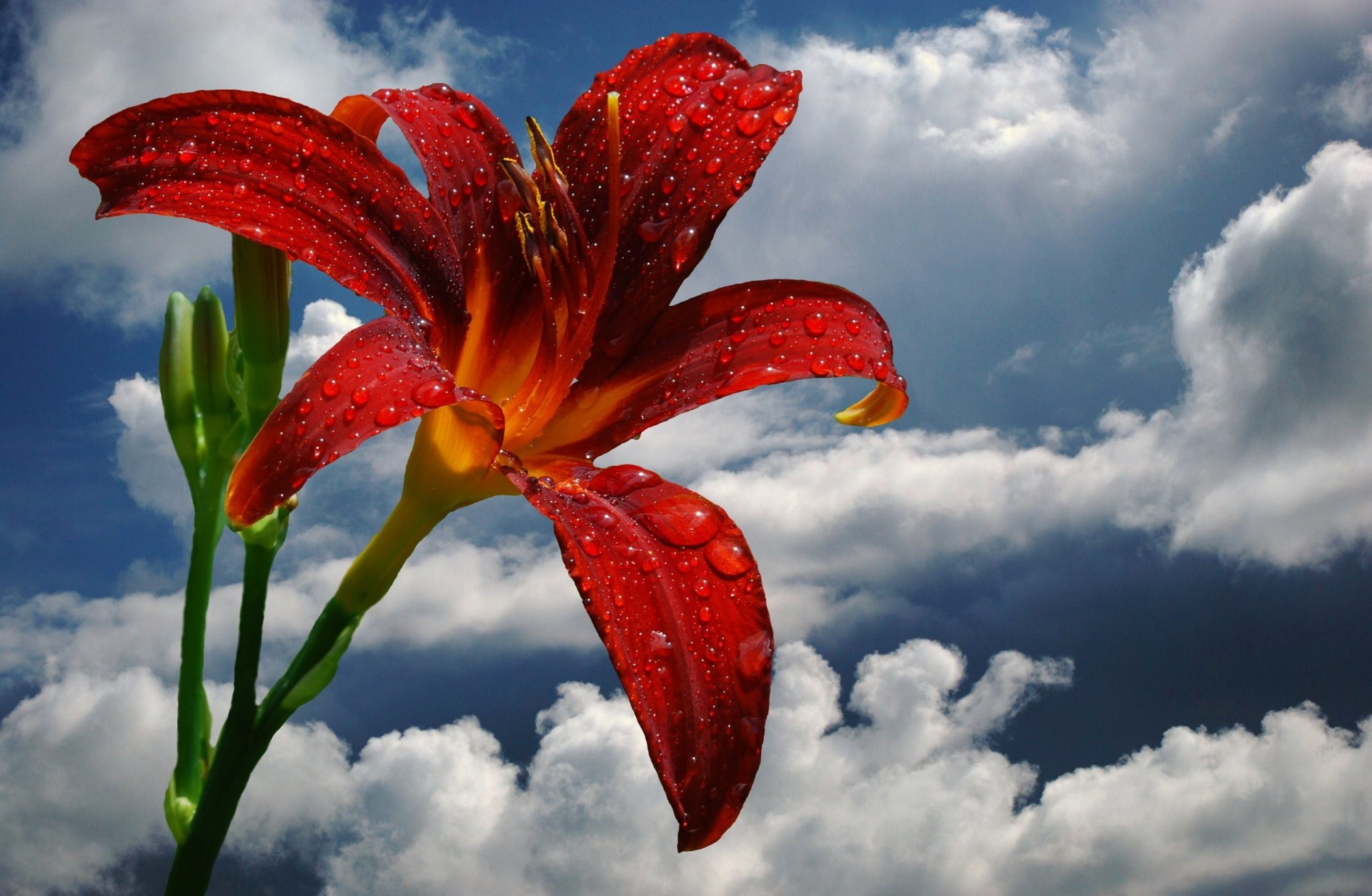 flor cae nubes lirios cielo pétalos rocío