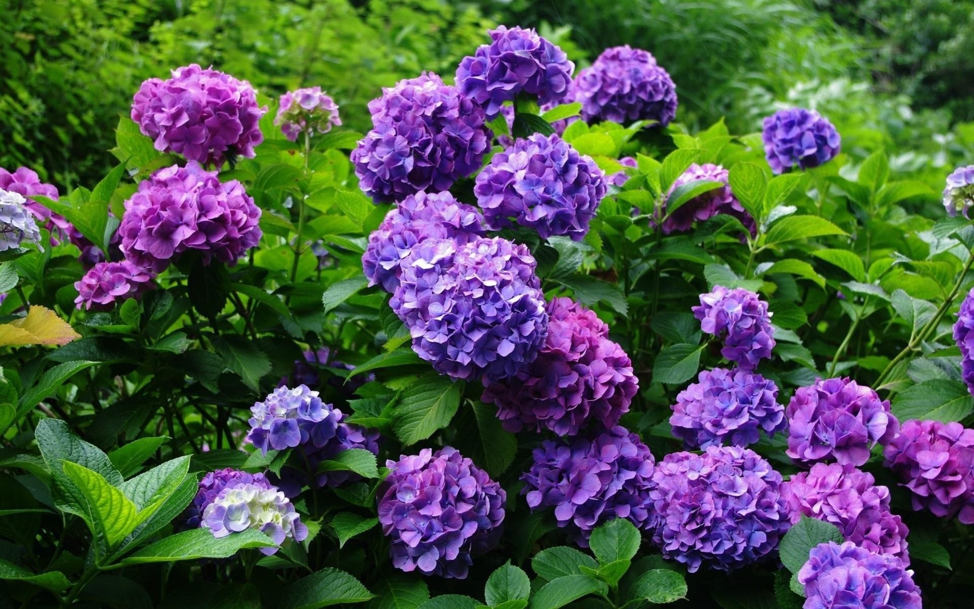 buisson hortensia