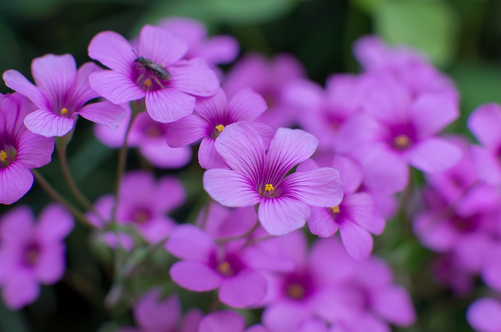 purple flower blur close up oxalis focus petal