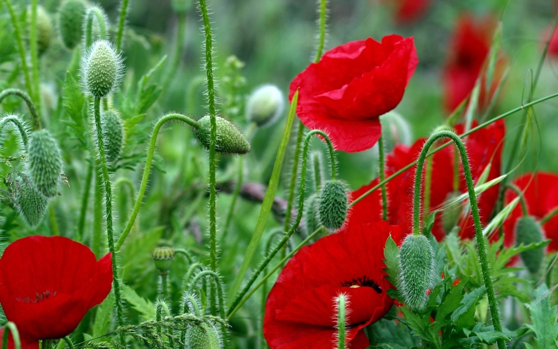 stiele feld rot blumen mohnblumen hell