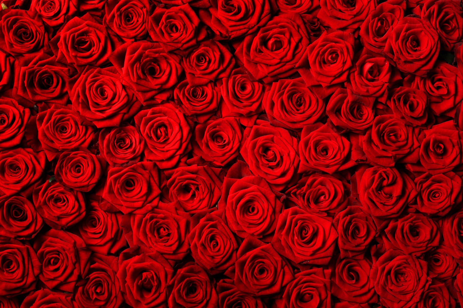 rose rosse fiori rose